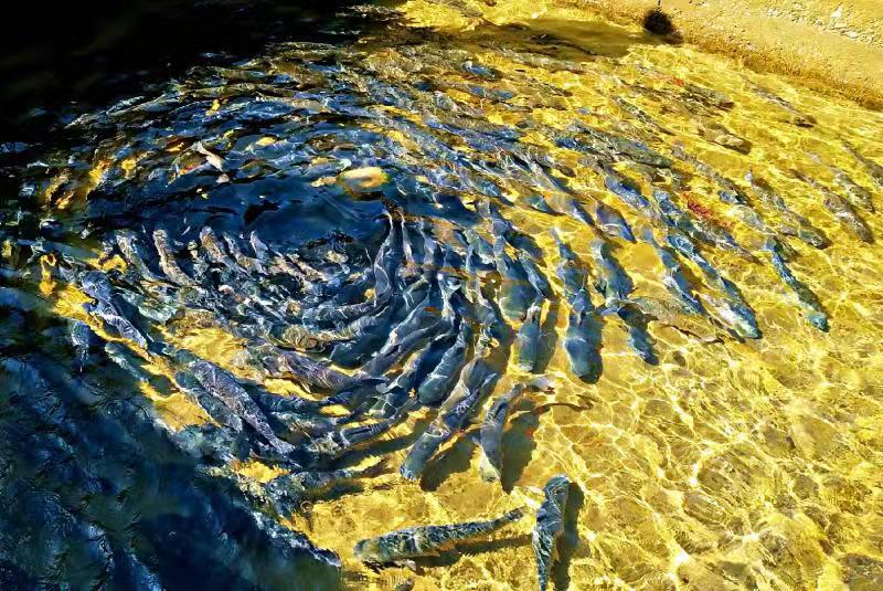 休宁:高山流水养鱼 景秀味美民富