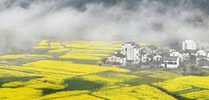 云雾花海绘就乡村振兴新画卷