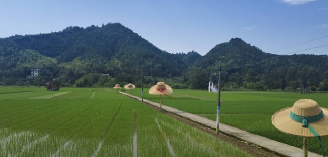 商山镇：“稻香阜田”种出丰收好前景