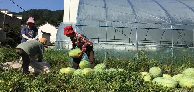 流口镇：西瓜甜产业兴 菌瓜轮作促振兴