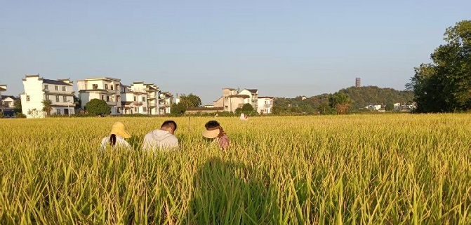 万安镇：水稻“一喷多促”试验测产圆满收官