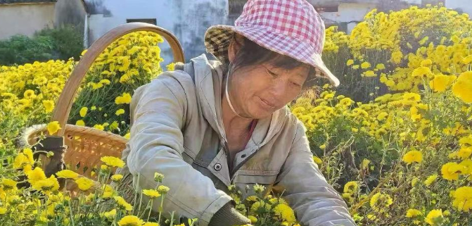 渭桥乡：金菊漫野绽芳华 农户增收笑开颜